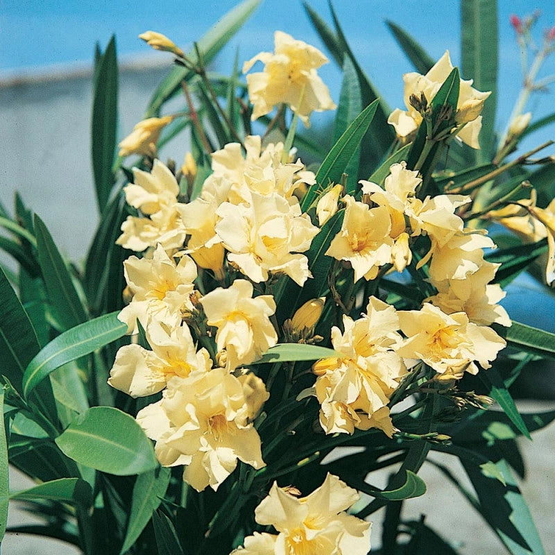Pianta di OLEANDRO GIALLO per siepi e barriere YELLOW vaso 18 h50cm FOTO REALE