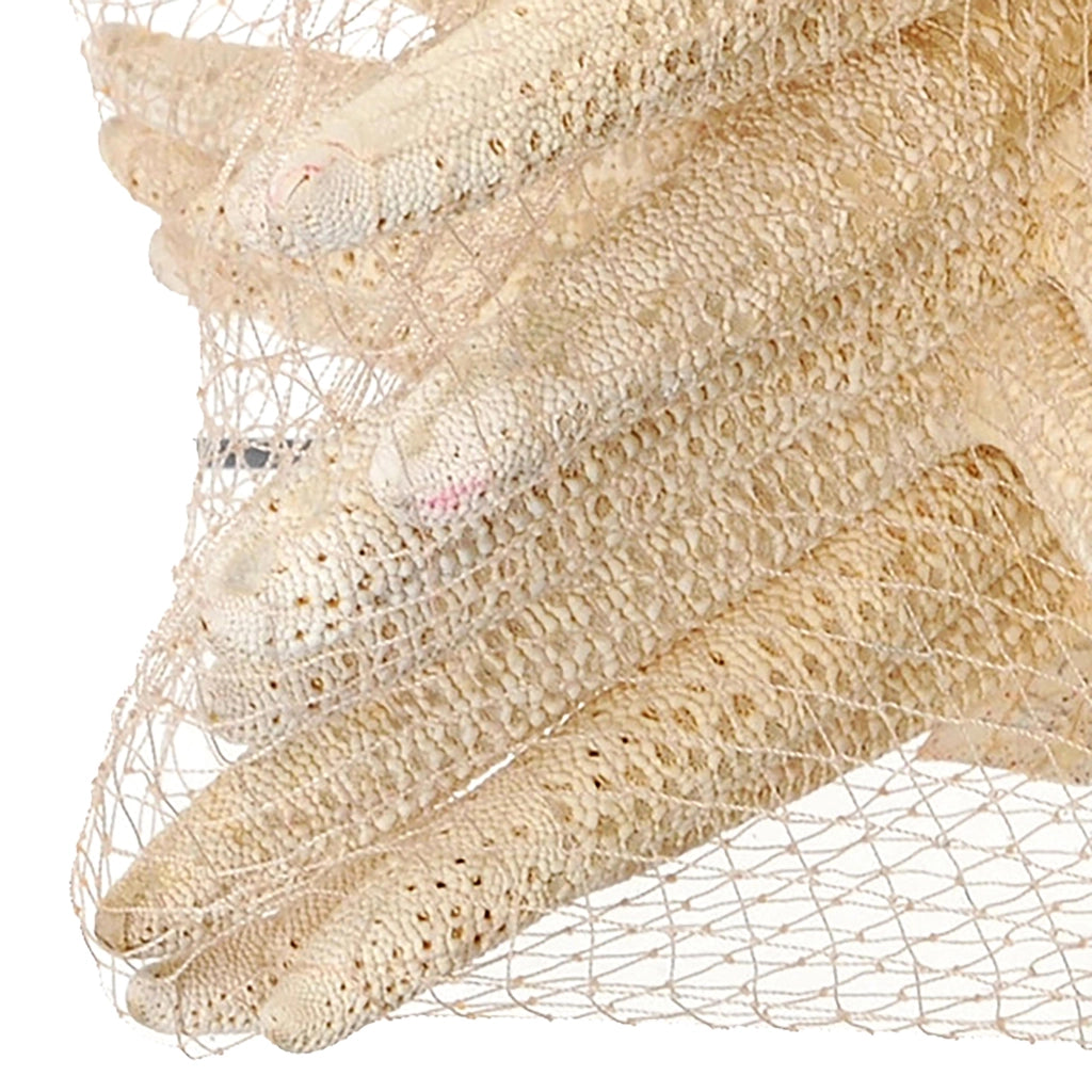 Stelle Marine Sbiancata 10 Pz 15x20 cm