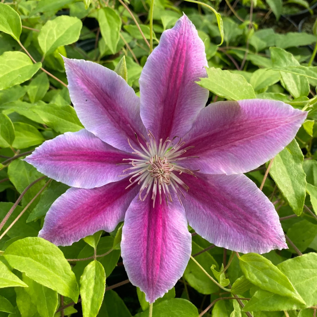 Pianta di CLEMATIDE Clematis DR Ruppel rampicante grandi fiori vaso 18cm AMDGarden