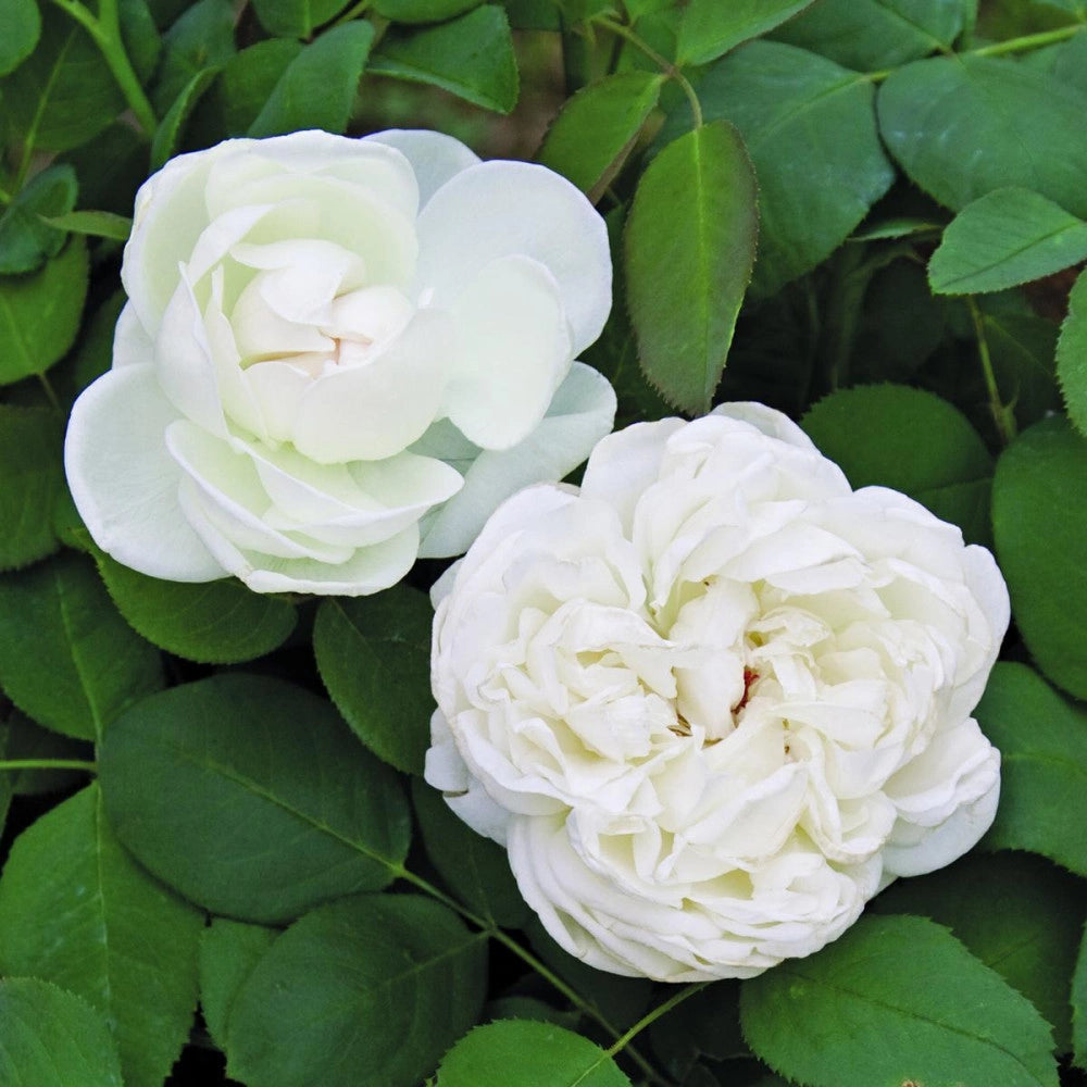 Pianta Rosa Mariangela Melato, foto reali