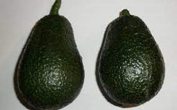 Avocado Lamb Hass - Persea Americana Pianta da frutto frutta Foto Reali