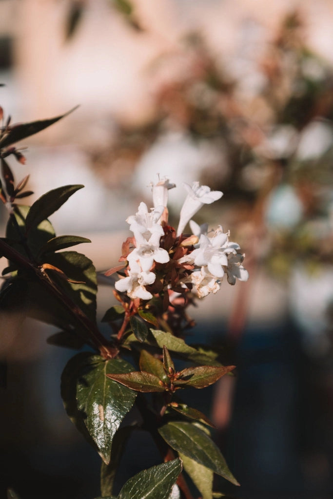 ABELIA GRANDIFLORA BIANCO VASO 24