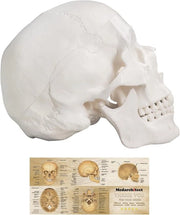 Modello 3D di Schedello Umano - Modello Anatomico con Coperchio Rimovibile e Mandibola a Gomiti per Studi Medici