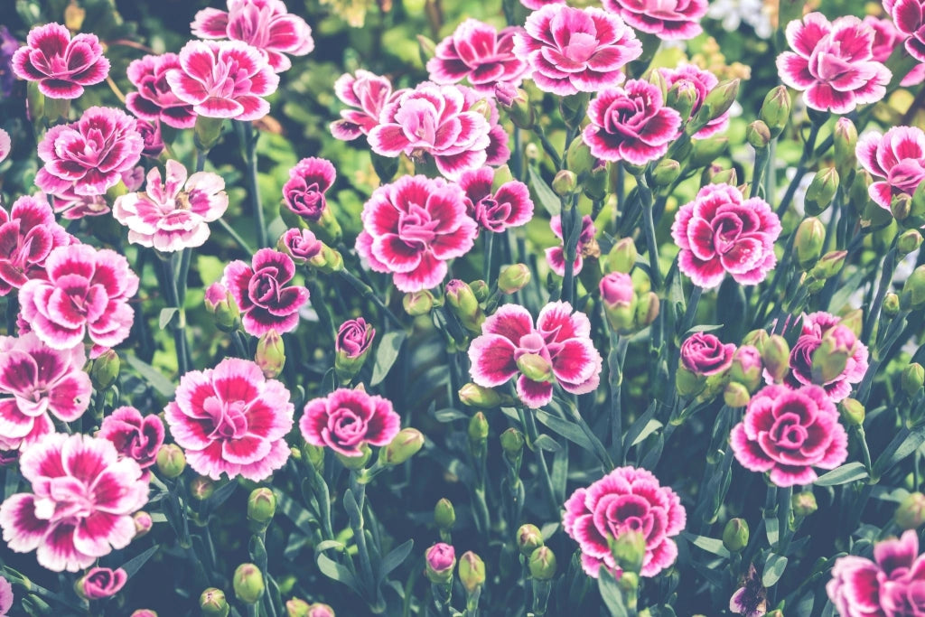 DIANTHUS KAORI (GAROFANO) VASO 18