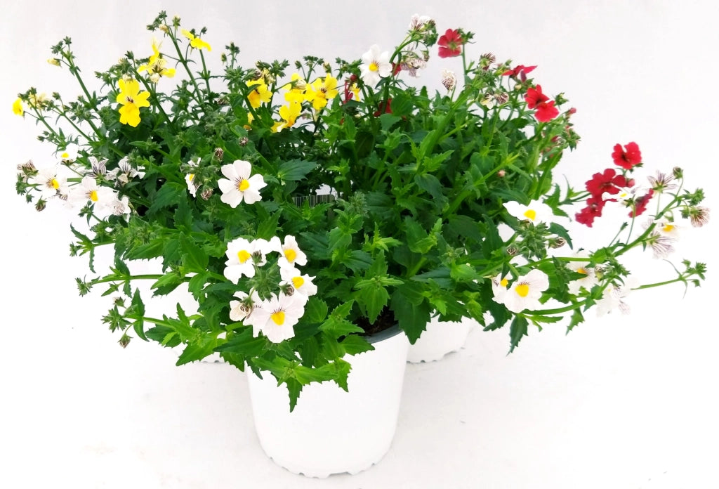 Nemesia Sunsatia Basket vaso 16 cm – Fioritura colorata e profumata