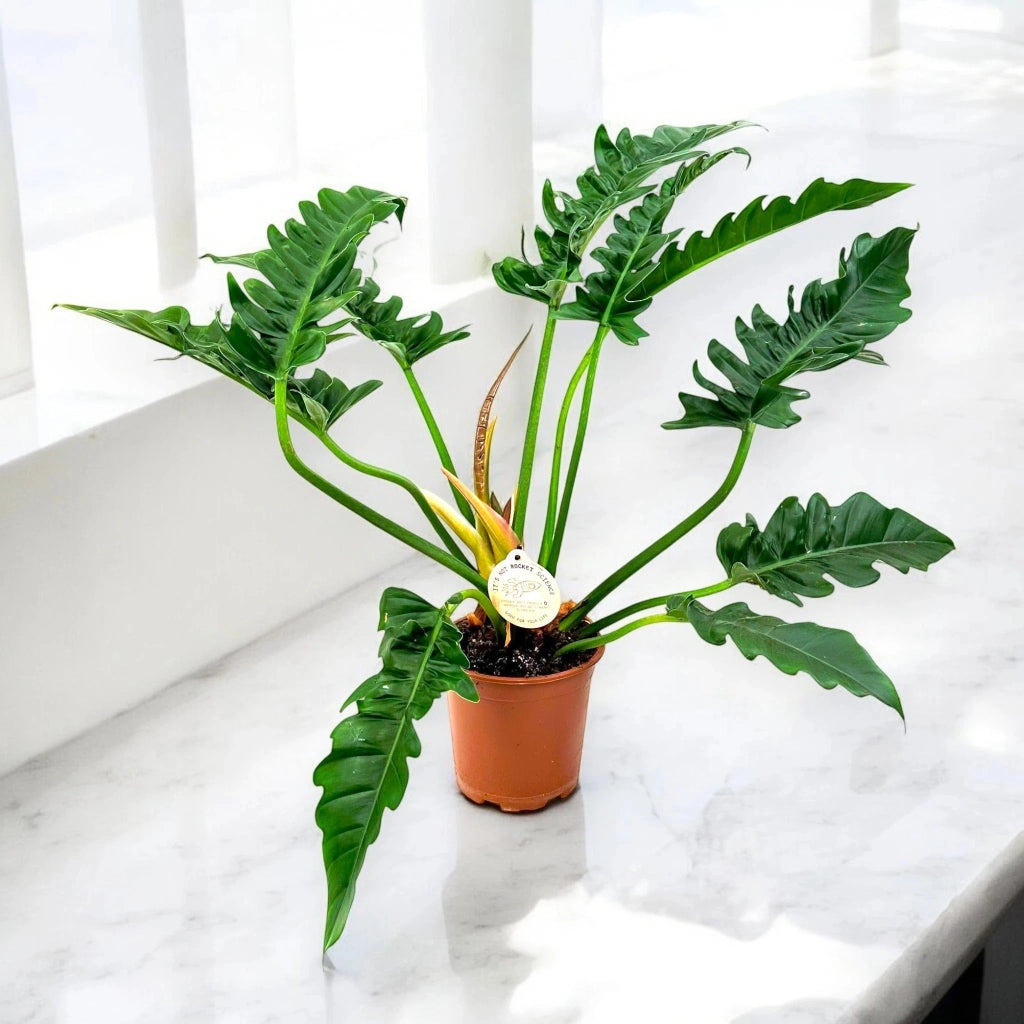 Gardenaria Philodendron 'Tigertooth' - Pianta da interno ornamentale Altezza: 45 cm (vaso 17)