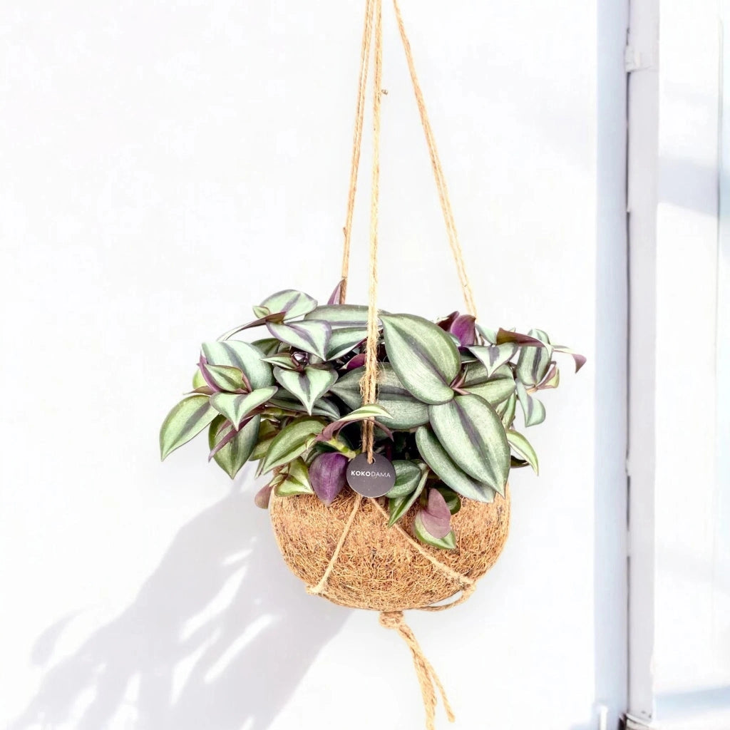 Gardenaria Tradescantia zebrina 'Purpusii' kokedama - Pianta da interno ornamentale Altezza: 25 cm (vaso 15)