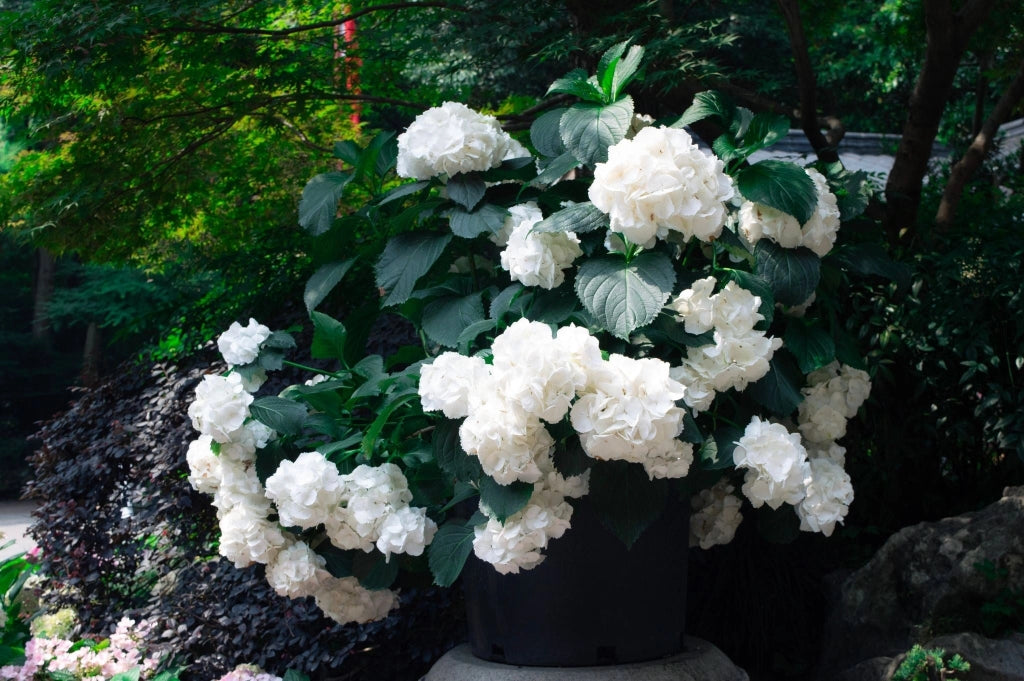 Ortensia Hydrangea Macrophylla Mix Colori Vaso 18 cm Pianta da Fiore