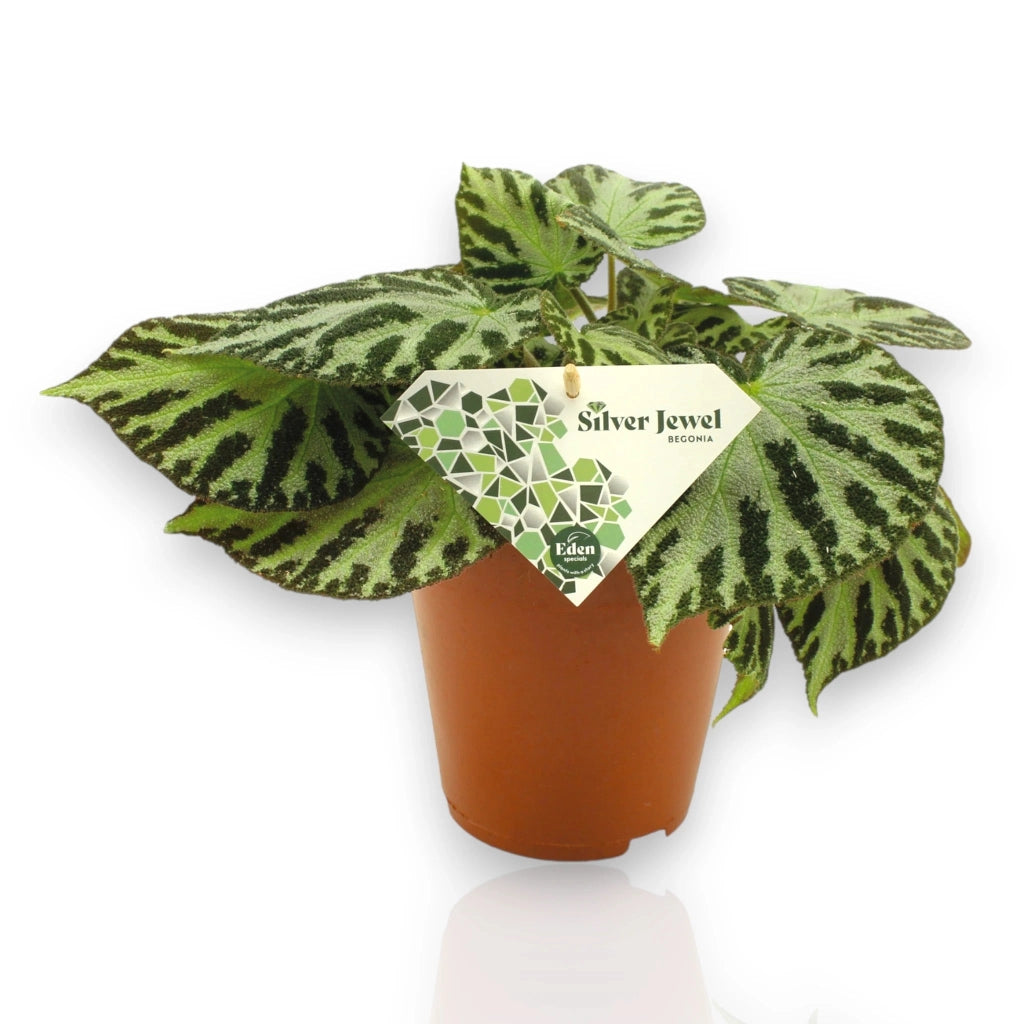 Gardenaria Begonia 'Silver Jewel' - Pianta da interno ornamentale Altezza: 30 cm (vaso 15)