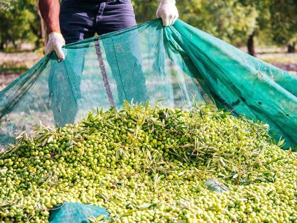 TELO RETE PER RACCOLTA OLIVE ANTISPINA 80 g/mq 7x12 metri