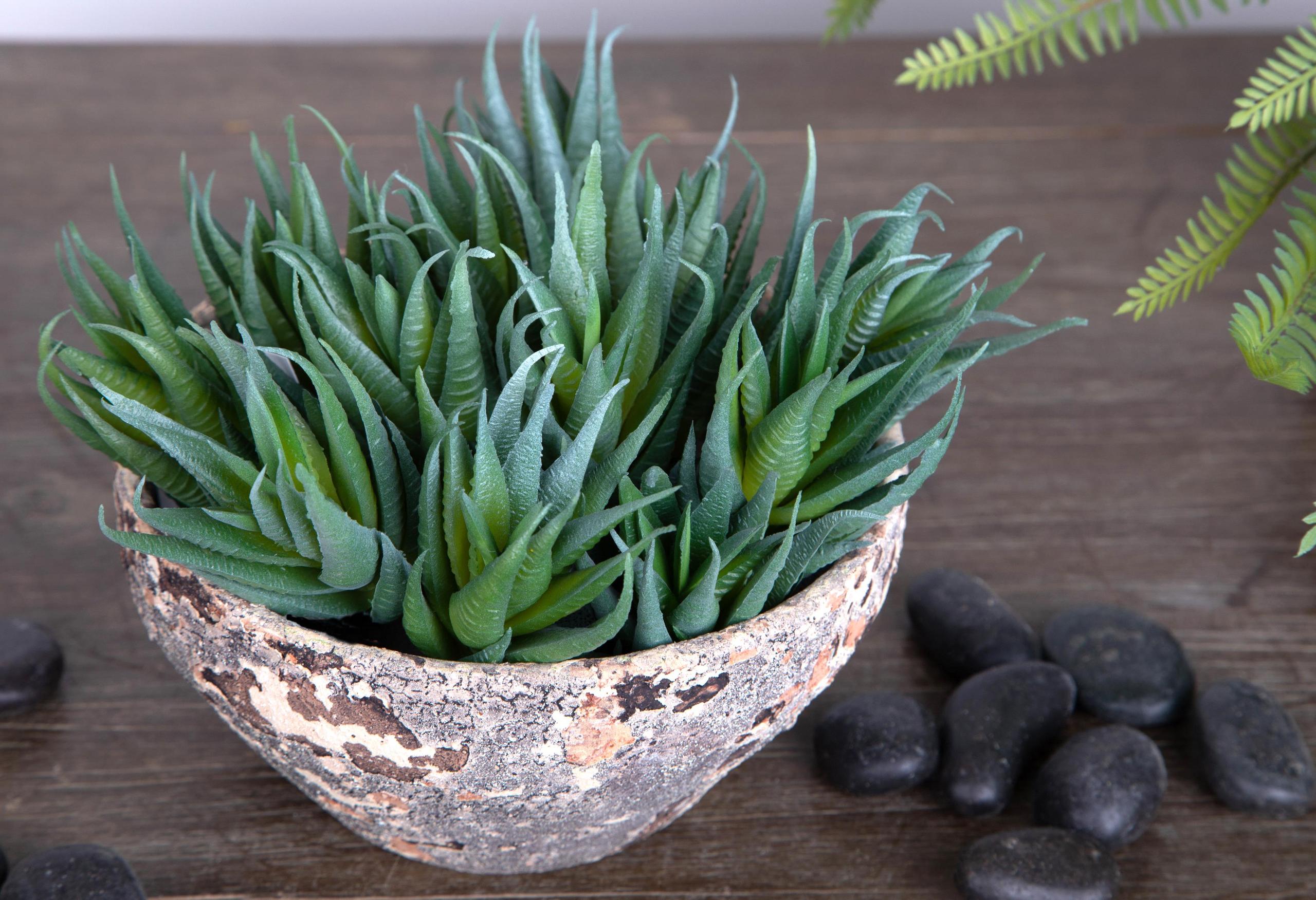 Set 9 Echeveria Cactus Artificiale Altezza 12 cm Verde