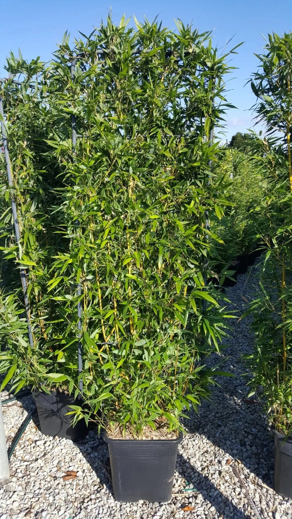 Gardenaria Bambù Giallo Striato - Phyllostachys aureosulcata 'Spectabilis' - Bambù ornamentale da esterno Altezza: 100/125 cm (vaso19)