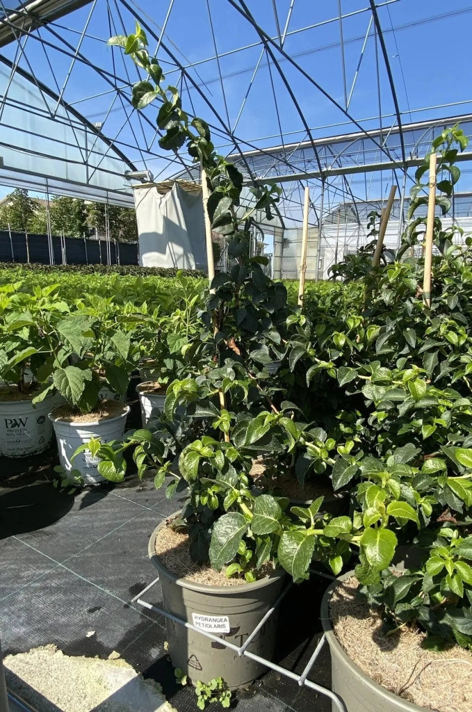Gardenaria Ortensia Rampicante - Hydrangea anomala subsp. petiolaris - Pianta rampicante ornamentale da esterno Altezza: 60/70 cm (vaso 24)