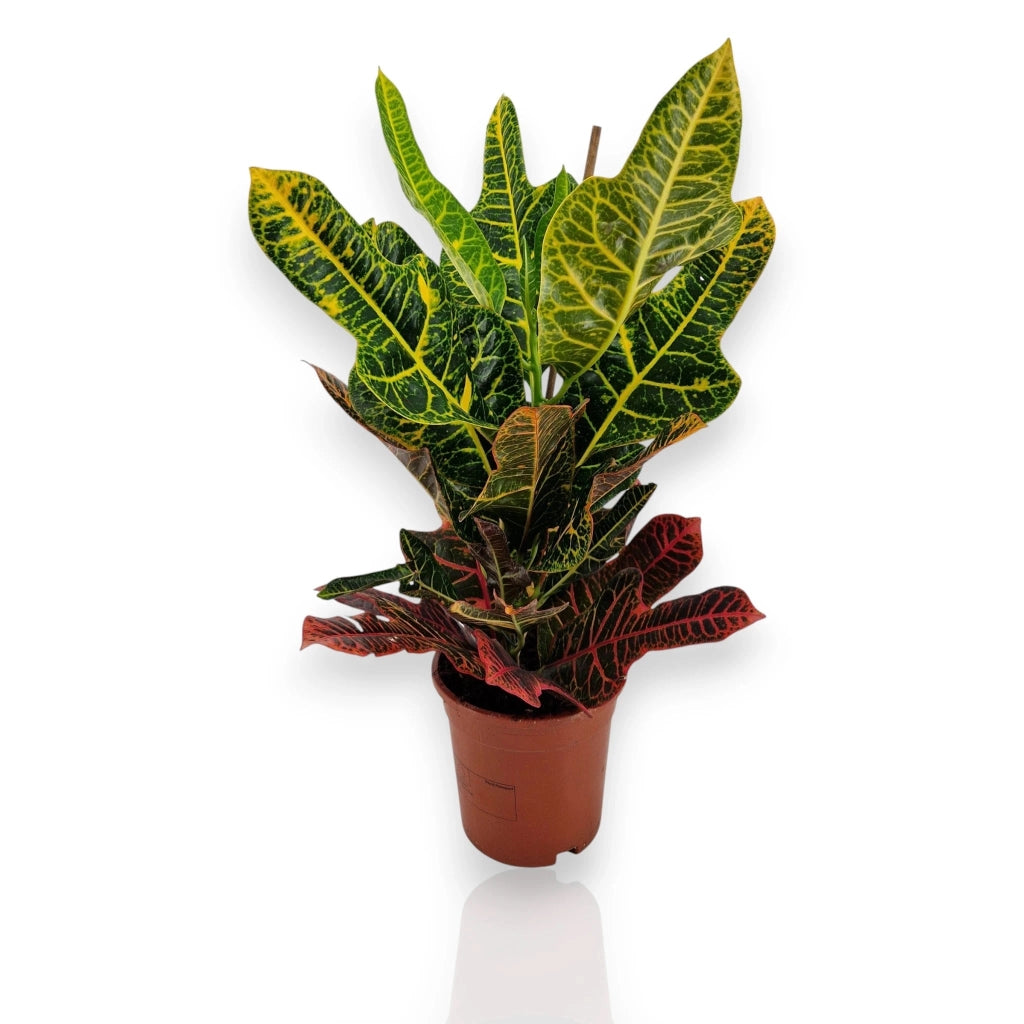 Gardenaria Codiaeum variegatum 'Excellent' - Pianta da interno ornamentale Altezza: 65 cm (vaso 19)