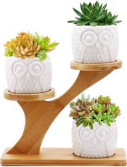 Vaso di fiori in ceramica con contenitore in bambù per cactus - Decorazione per mensole - Tema uccello