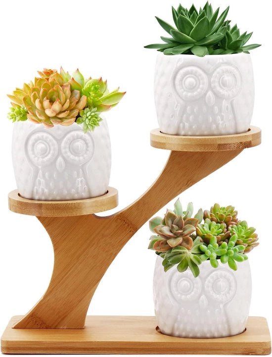 Vaso di fiori in ceramica con contenitore in bambù per cactus - Decorazione per mensole - Tema uccello