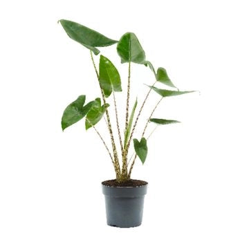Pianta di Alocasia Zebrina, orecchia di elefante, piante da interno foto reali h 70/80cm