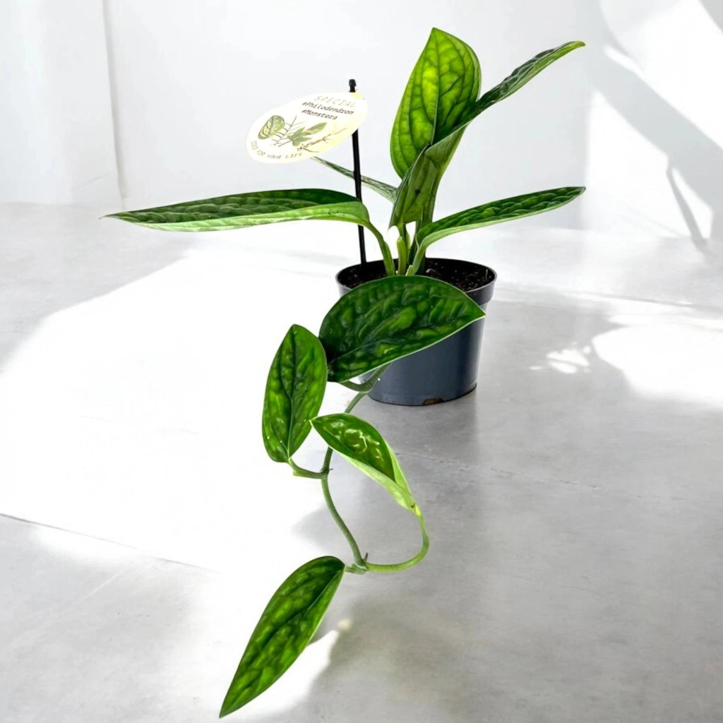 Gardenaria Monstera obliqua 'Peru' - Pianta da interno ornamentale Altezza: 25 cm (vaso 12)