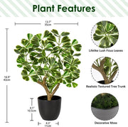 Pianta di Ficus in Vaso Nero da 43 cm per Decorazione di Interno per Soggiorno, Bagno, Camera da Bagno