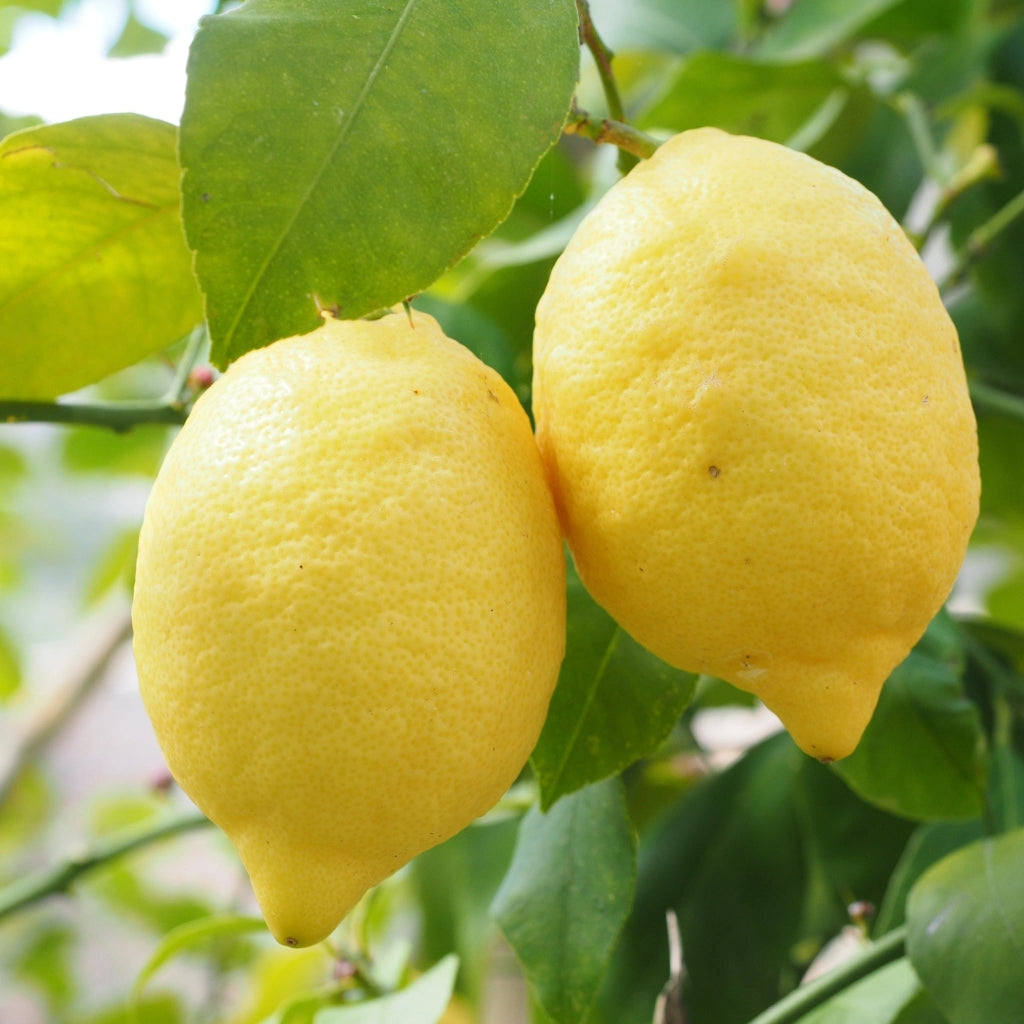 Gardenaria Limone Adamo - Citrus limon 'Adamo' - Pianta di agrume da frutto in vaso Altezza: 40 cm (vaso 15)