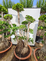 Ficus Ginseng Microcarpa Bonsai N.18 Alberello Sempreverde da Interno
