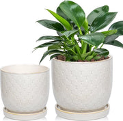 Pannelli per piante 2 in 1 - bianchi - 13 cm & 16 cm - fori di drenaggio - per succulente e cactus.