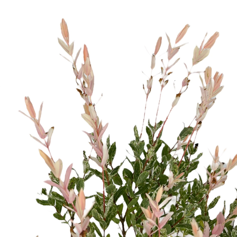 Pianta Salice Rosa Giapponese Salix Integra Hakuro Nishiki vaso 18cm AMDGarden