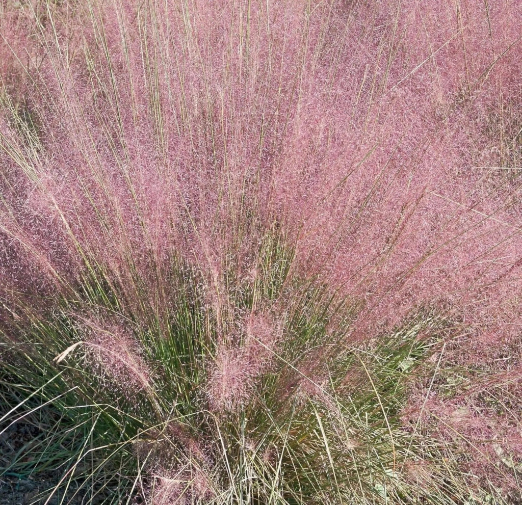 Gardenaria Muhlenbergia capillaris - Graminacea ornamentale da esterno Altezza: 120 cm (vaso 24)
