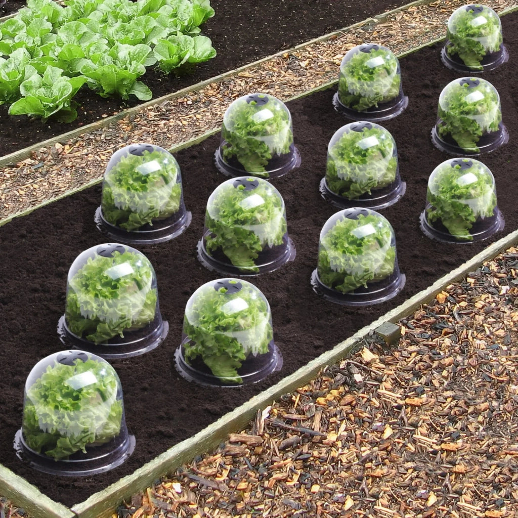 IDMarket - Serra protettiva per piante Salad bell x12