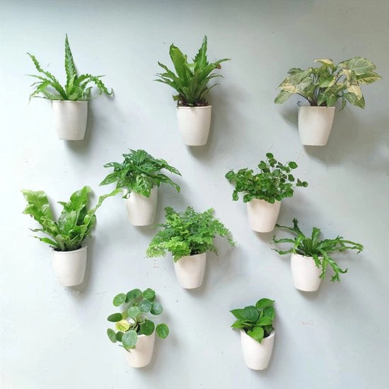 Wandplantenbak in 10 pezzi, Pianta da Muro Autoirrigata, Pianta da Muro Bianca, Pianta da Muro Ecowatt, Giardino Moderno con Parete Viva, Erbe per l'Interno