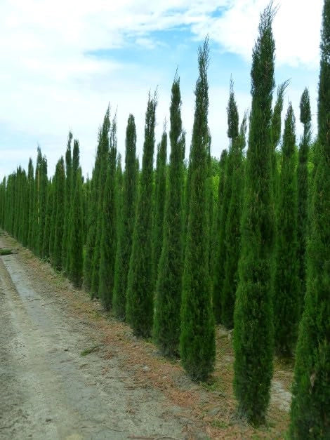 Cipresso Toscano H 180 cm in Vaso 24 – Eleganza Mediterranea