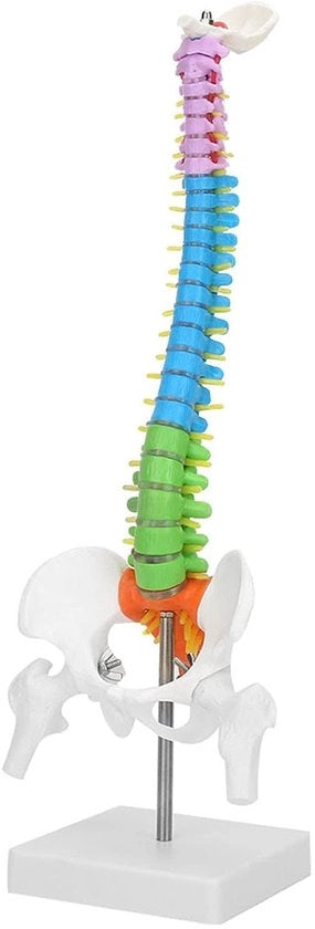 Colonna di supporto modello - 45 cm Grande vita - Anatomica - Flessibile - Dettagliata - Alta qualità PVC