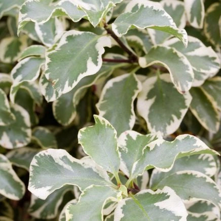 Pitosforo Silver Queen (Pittosporum Tenuifolium Silver Queen) vaso 24 cm