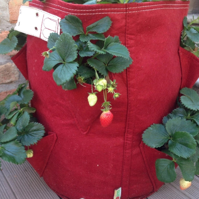 Vaso per Fragole in tessuto BloemBagz, da 35 litri, colore grigio