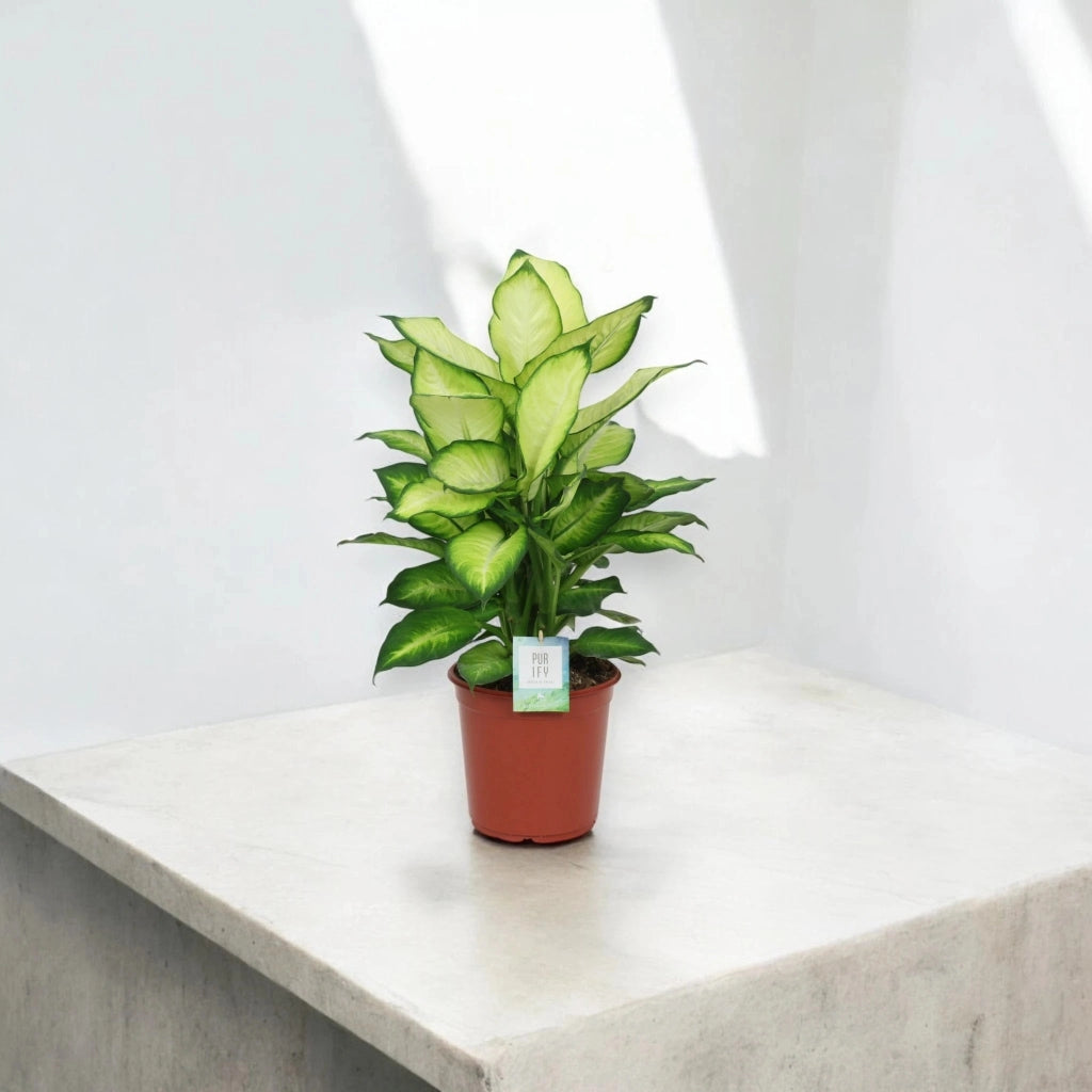 Gardenaria Dieffenbachia 'Summer style' - Pianta da interno ornamentale Altezza: 60 cm (vaso 17)
