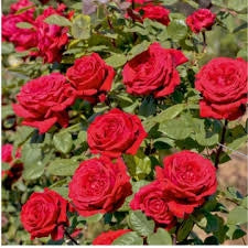 MEILLAND Rosa Cherry Explosion rosso ciliegia rifiorente profumata vigorosa