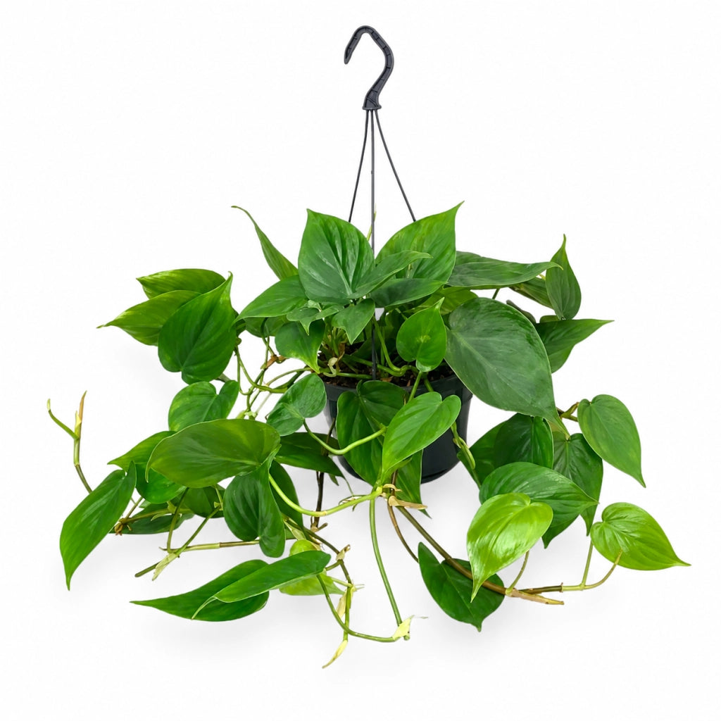 Gardenaria Philodendron scandens - Pianta da interno ornamentale Altezza: 35 cm (vaso 20)