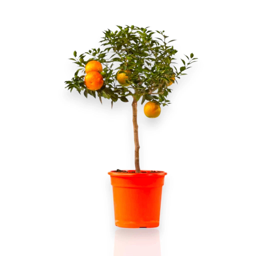 Gardenaria Chinotto - Citrus myrtifolia - Pianta di agrume da frutto in vaso Altezza: 40 cm (vaso 15)