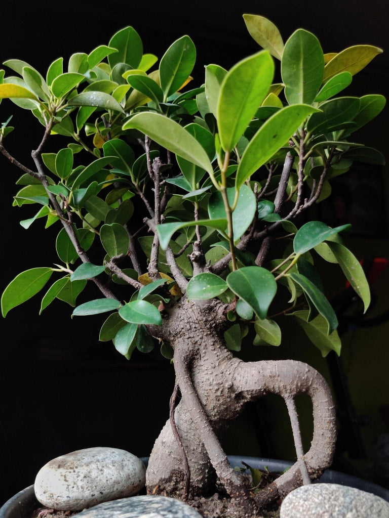 Ficus Ginseng Microcarpa Bonsai N.18 Alberello Sempreverde da Interno