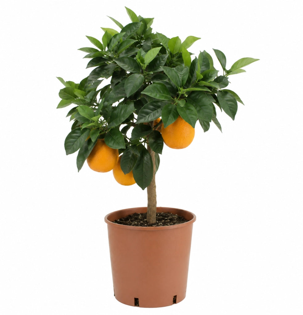 Gardenaria Arancio Dolce - Citrus sinensis - Pianta di agrume da frutto in vaso Altezza: 125/140 cm (vaso26)