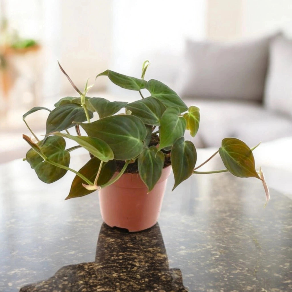 Gardenaria Philodendron scandens - Pianta da interno ornamentale Altezza: 35 cm (vaso 20)