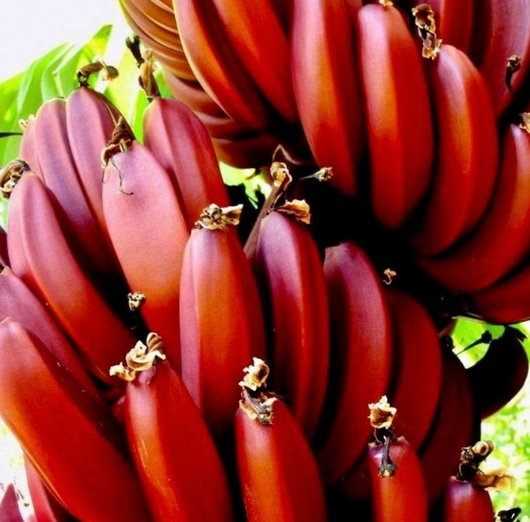 BANANA ROSSO - Pianta di Musa acuminata BANANO Red Dacca Frutta Tropicale vivo
