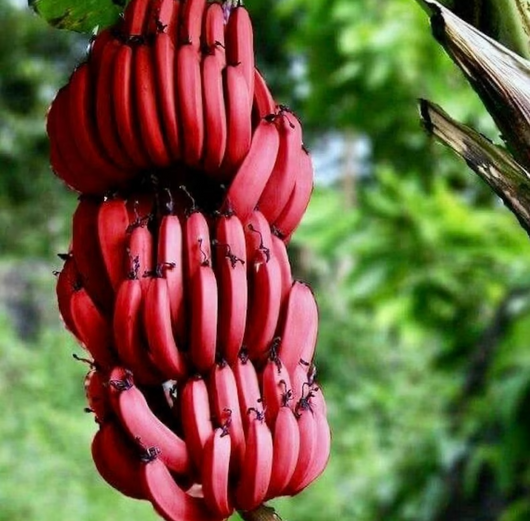 BANANA ROSSO - Pianta di Musa acuminata BANANO Red Dacca Frutta Tropicale vivo