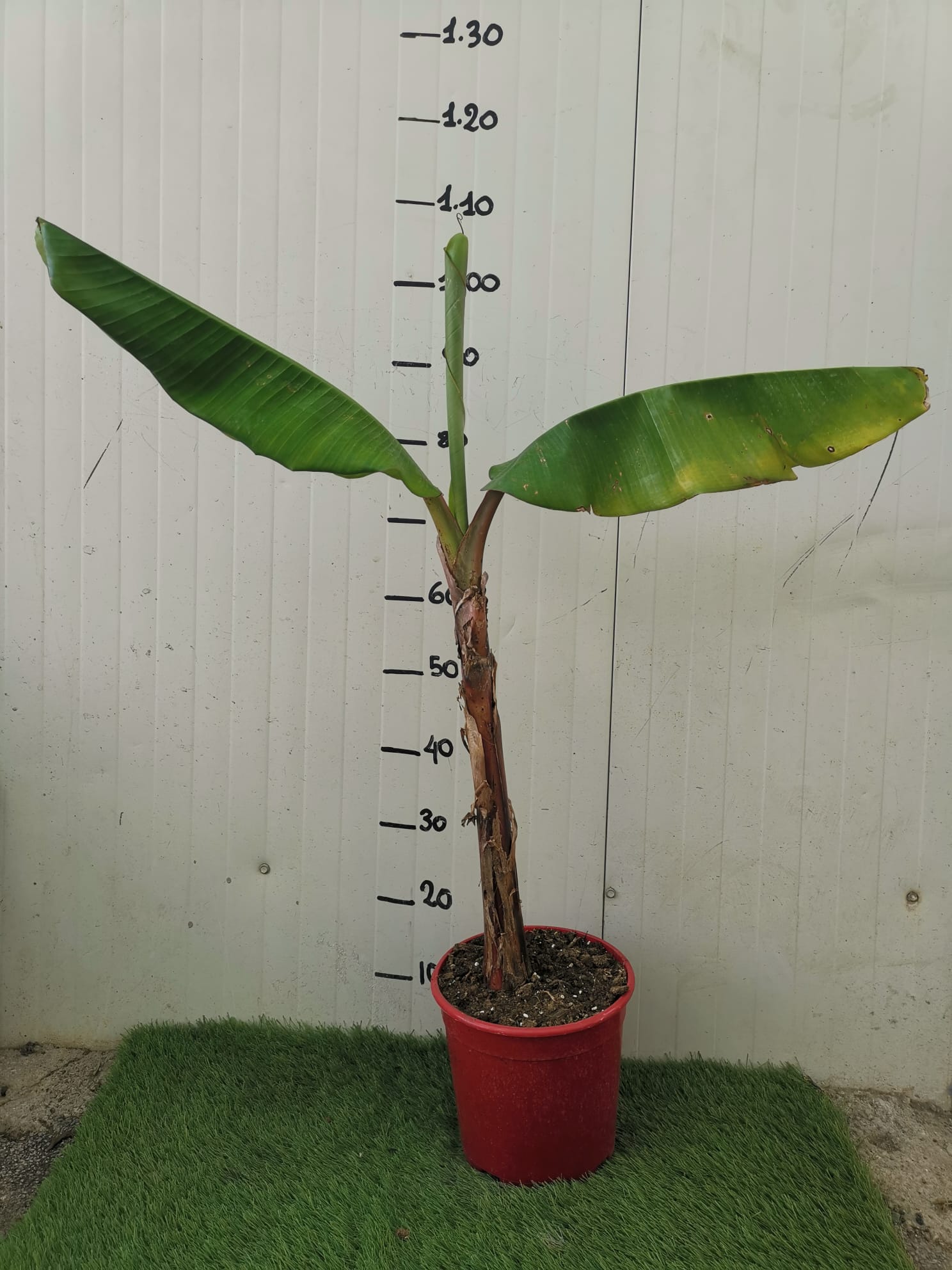 BANANA ROSSO - Pianta di Musa acuminata BANANO Red Dacca Frutta Tropicale vivo
