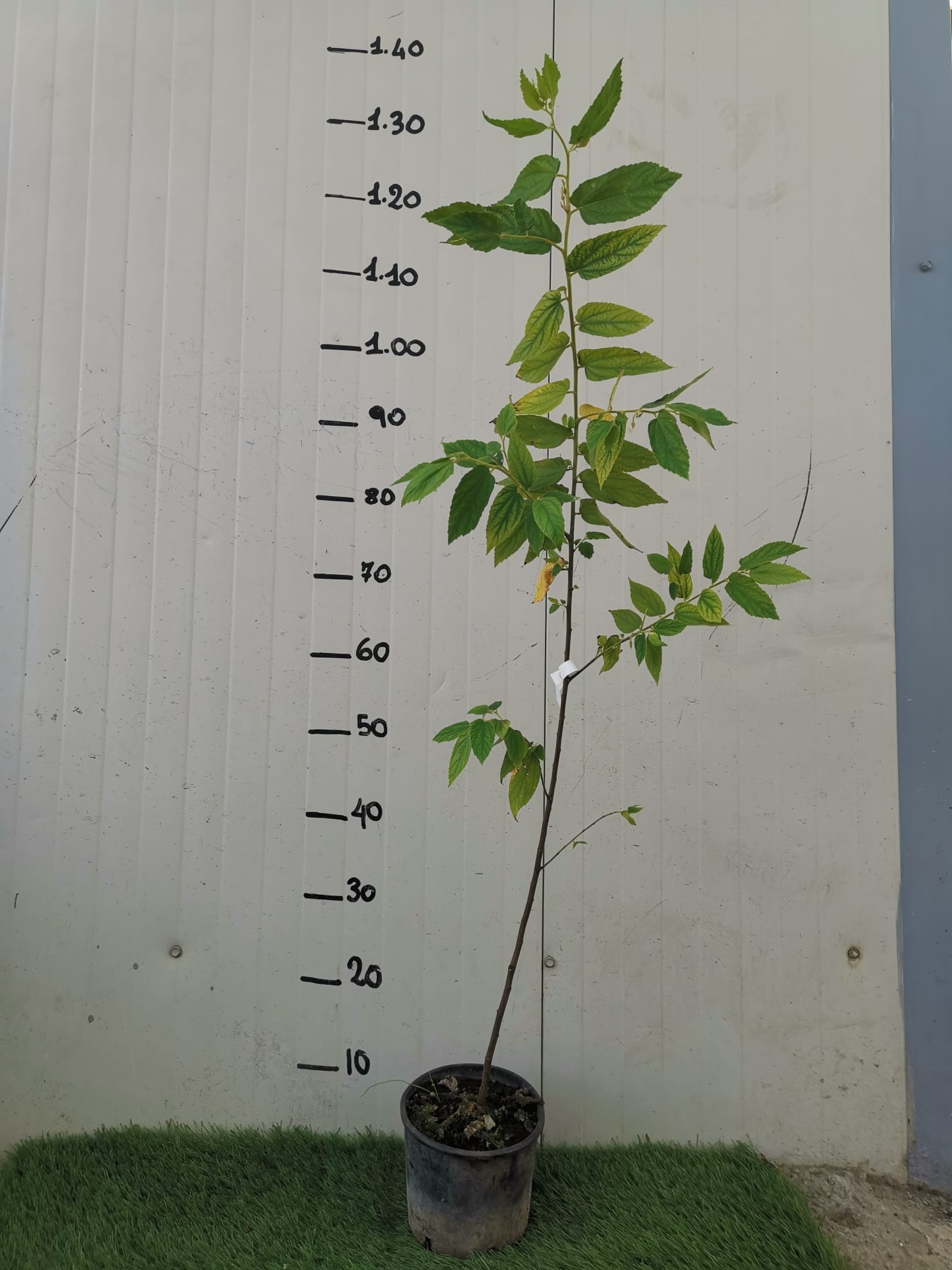 Muntingia calabura Strawberry Tree, Ciliegia della Giamaica Pianta