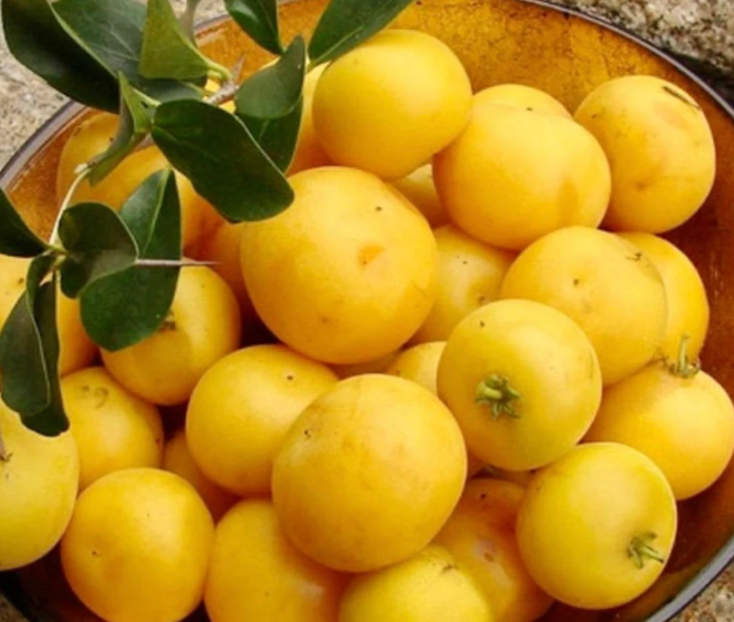 Mela Kei (Dovyalis caffra) Albero da frutto Raro Esotico 100 cm Foto Reali