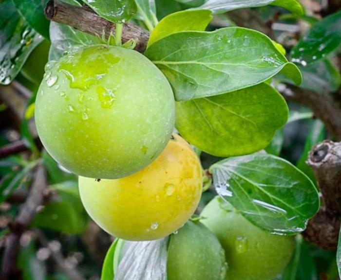 Mela Kei (Dovyalis caffra) Albero da frutto Raro Esotico 100 cm Foto Reali