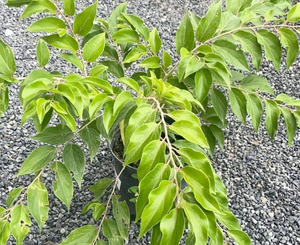 Mela Kei (Dovyalis caffra) Albero da frutto Raro Esotico 100 cm Foto Reali