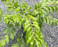 Mela Kei (Dovyalis caffra) Albero da frutto Raro Esotico 100 cm Foto Reali
