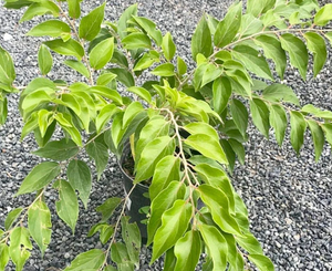 Mela Kei (Dovyalis caffra) Albero da frutto Raro Esotico 100 cm Foto Reali